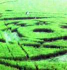 Ábrák és alakzatok a rizsföldön - újabb jeleket hagytak hátra az UFO-k