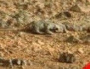 Tényleg gyíkot fotózott az űrszonda a Marson?